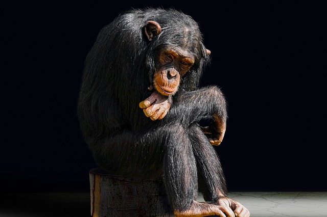 náš nejbližší příbuzný - šimpanz